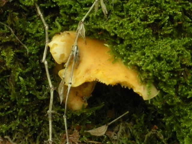 Ritrovamenti del 23.06.09.